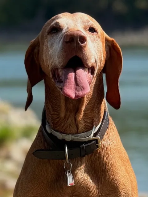 Dezsö, unser Bürohund, sitzt in der Sonne am Flussufer